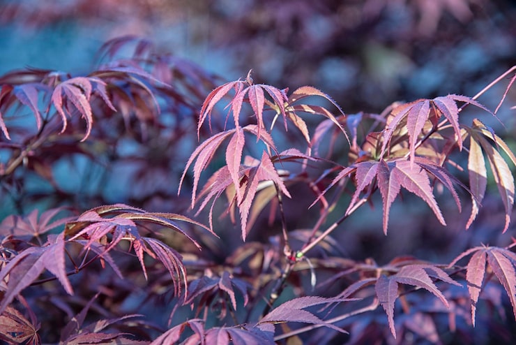 CBD Flowers as a Safe Alternative for Pain Management in the UK