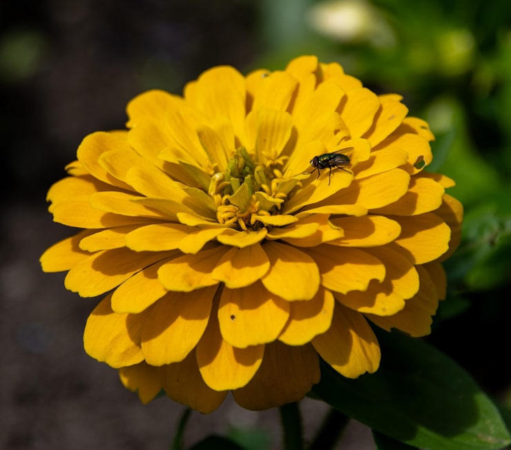 Does Arnica Help Treat Bruises and Contusions?