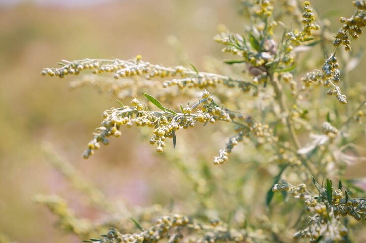 Effective Natural Remedies for Hay Fever