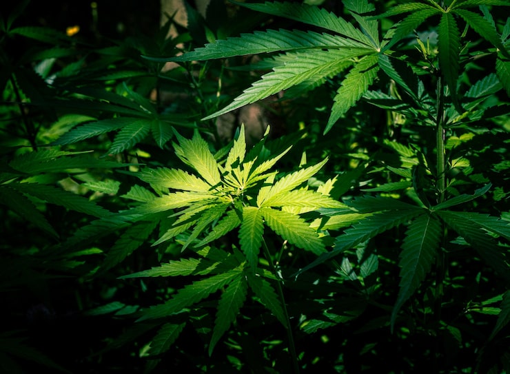 Just CBD's CBD Oil Reviewed