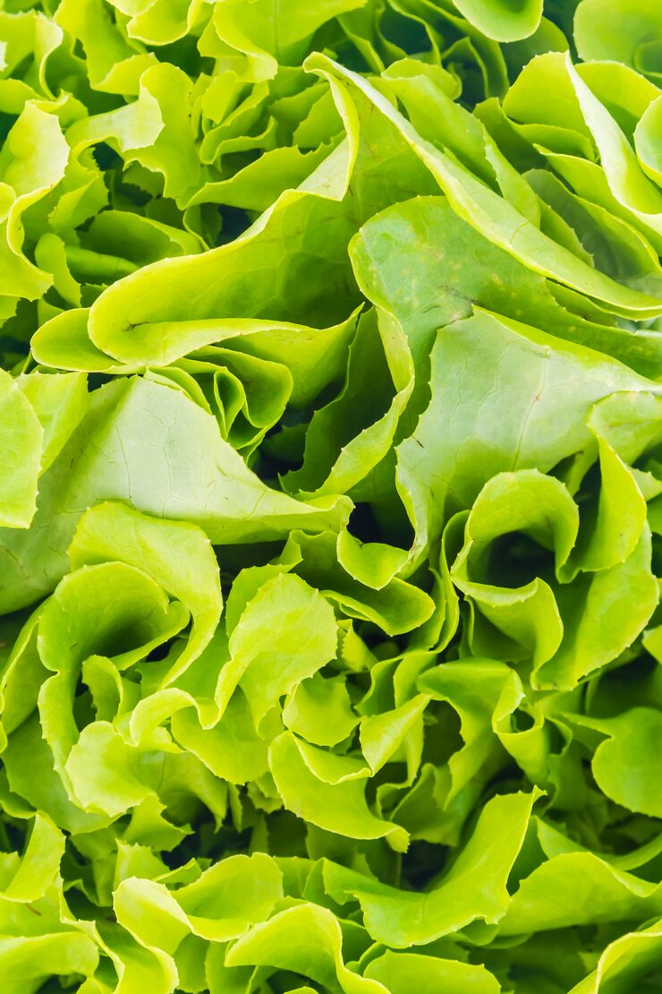 Review: Lean Greens Super Greens Powder