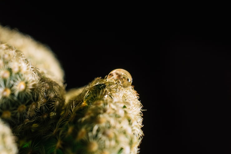 Why More UK Seniors Are Turning to CBD Oil